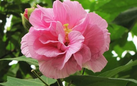 【十一月花历】你在北方的风中裹棉衣，我在深圳的暖阳里赏花海！