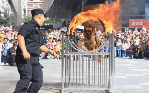 第十五届深圳警营开放日11.30酷炫登场！148个开放点等你来体验！
