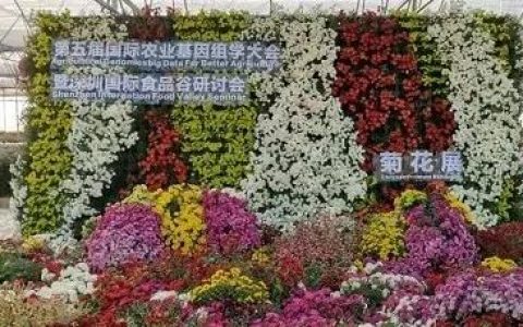 赏菊不用扎堆去东湖公园啦~30万株彩菊，在这里等你来赏！