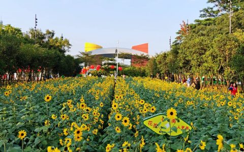 市民中心的“市民花田”重现花海，周末打卡走起~~