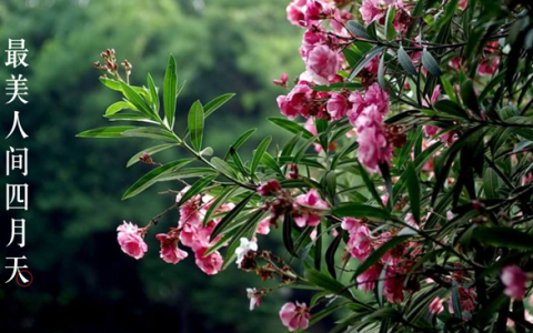 【深圳四月花历】最美人间四月天，繁花共赏
