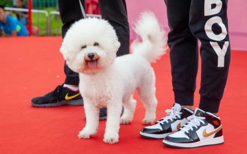 【深圳爱犬日】本周五来罗湖这里玩，大奖等你拿！