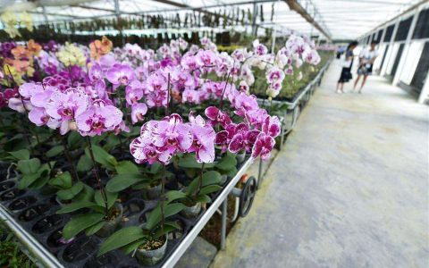 【免费参观】深圳市兰科植物保护研究中心科普参观报名啦！