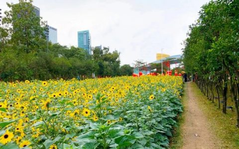 【活动报名】市民中心花田手作步道，邀你一起用双手建造自然之路！