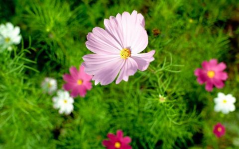 【七月花历】花繁叶茂的仲夏，美好正在发生......