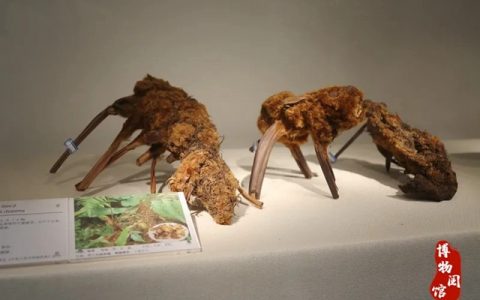 【免费参观】龙岗这个地方竟藏了“美人鱼”骨头、近百斤野生灵芝...
