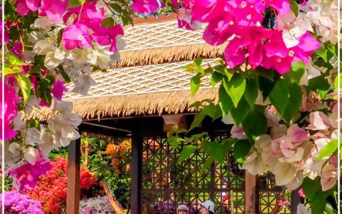 【深圳九月花历】金秋九月，公园花犹繁，一起赏花可好？