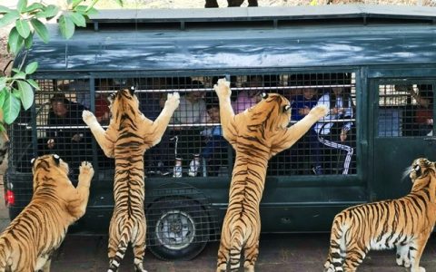 【深圳·门票】222元享深圳野生动物园优惠双人票