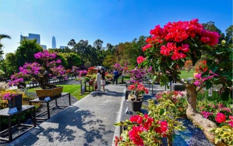 又是一年花正浓，2020深圳簕杜鹃花展为您绽放！