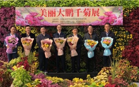 第五届“美丽大鹏千菊展”免费开放，快来打卡拍美照吧~