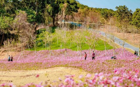 浪漫花海、澄澈水境……半山公园带惊艳绽放！