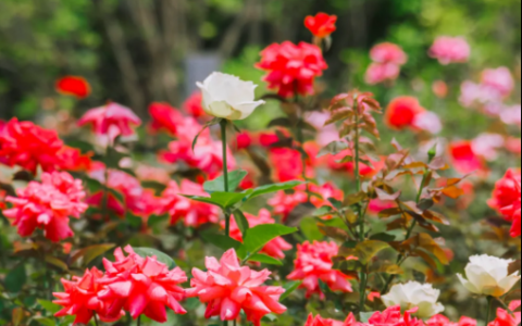 春日里，香蜜公园月季如火如荼