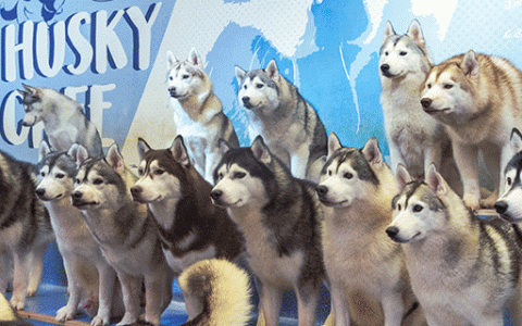 【南山·休闲】撸哈圣地！98元抢198元『Husky friends哈哈哈士奇』入场门票1张：进店不限时撸宠+饮品全场畅饮！体验被二哈包围的幸福~
