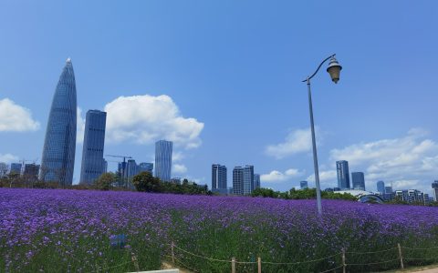 面朝大海，春暖花开，深圳湾这片紫色花海又开啦~~
