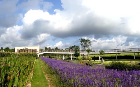 水边漫步，踏花而行！光明区楼村湿地公园再度开园，等你来打卡！