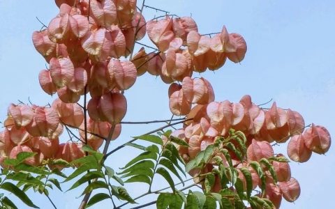 深圳九月花历 | 秋日的风偷恋花的香气，九月的花又住进谁的心里