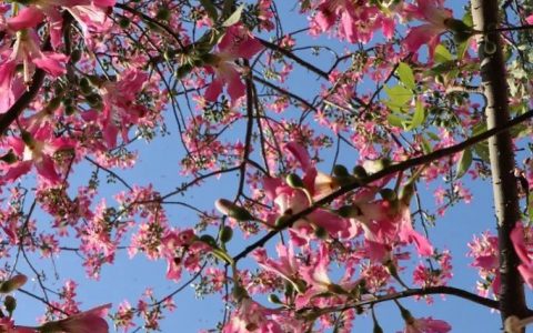 【深圳十月花历】金秋十月丰收季，千园之城鲜花艳