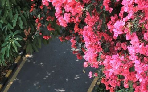 深圳十一月花历 | 含蕊红三叶 临风艳一城