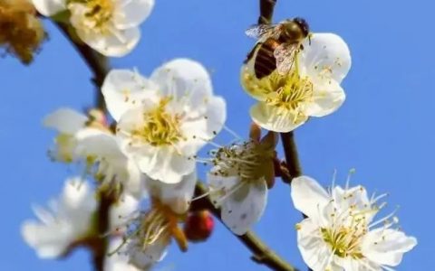 深圳1月花历 |  历添新岁月 风吹花草香