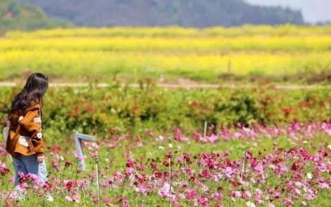 千亩油菜花盛情绽放~ 光明邀你来拥抱春天