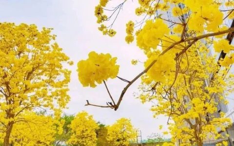 深圳三月花历 | 春光三月，花开鹏城