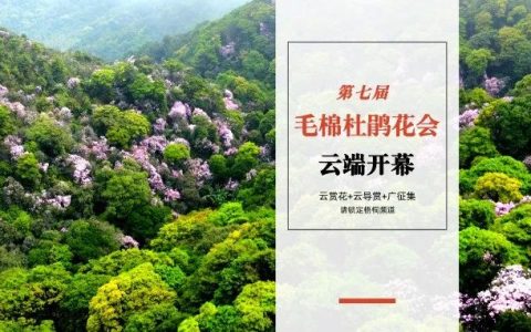 2022梧桐山第七届毛棉杜鹃花会开启！