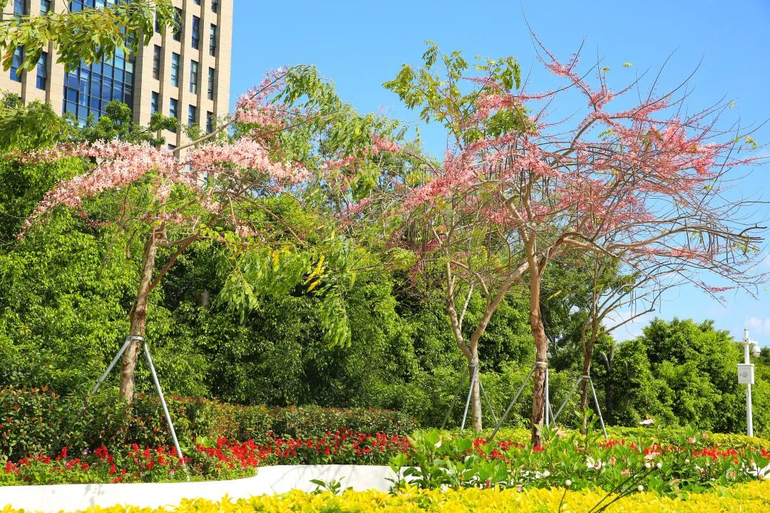 4月花历 | 芳菲四月 百花绽放