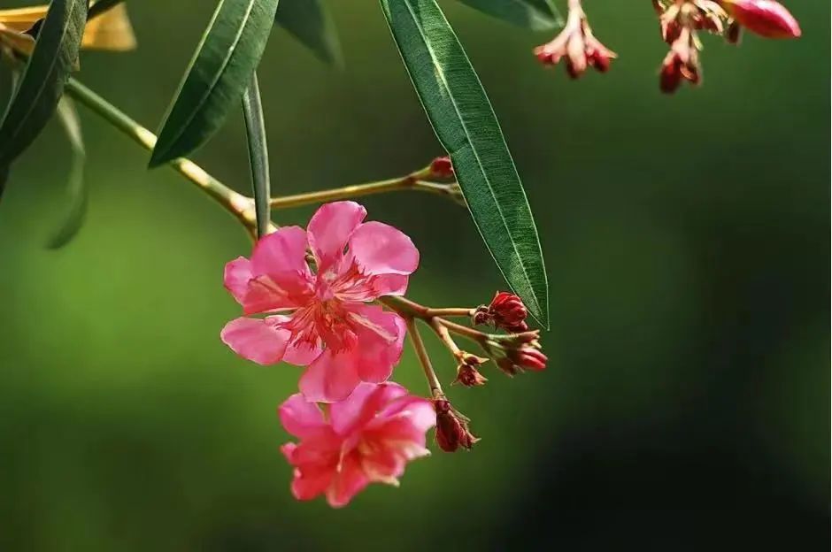 4月花历 | 芳菲四月 百花绽放