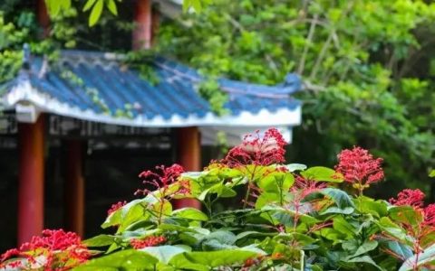 假期去公园游玩？这些提醒要注意