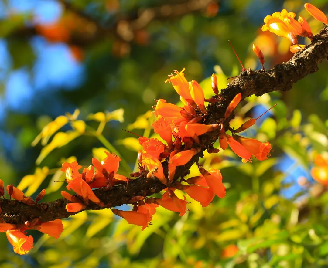 4月花历 | 芳菲四月 百花绽放