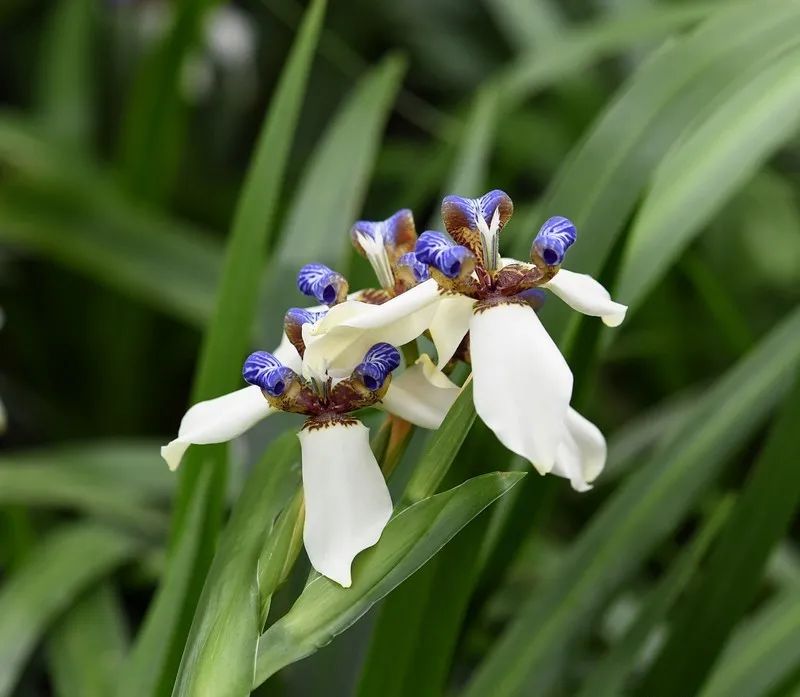 4月花历 | 芳菲四月 百花绽放