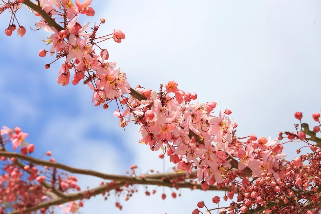 4月花历 | 芳菲四月 百花绽放