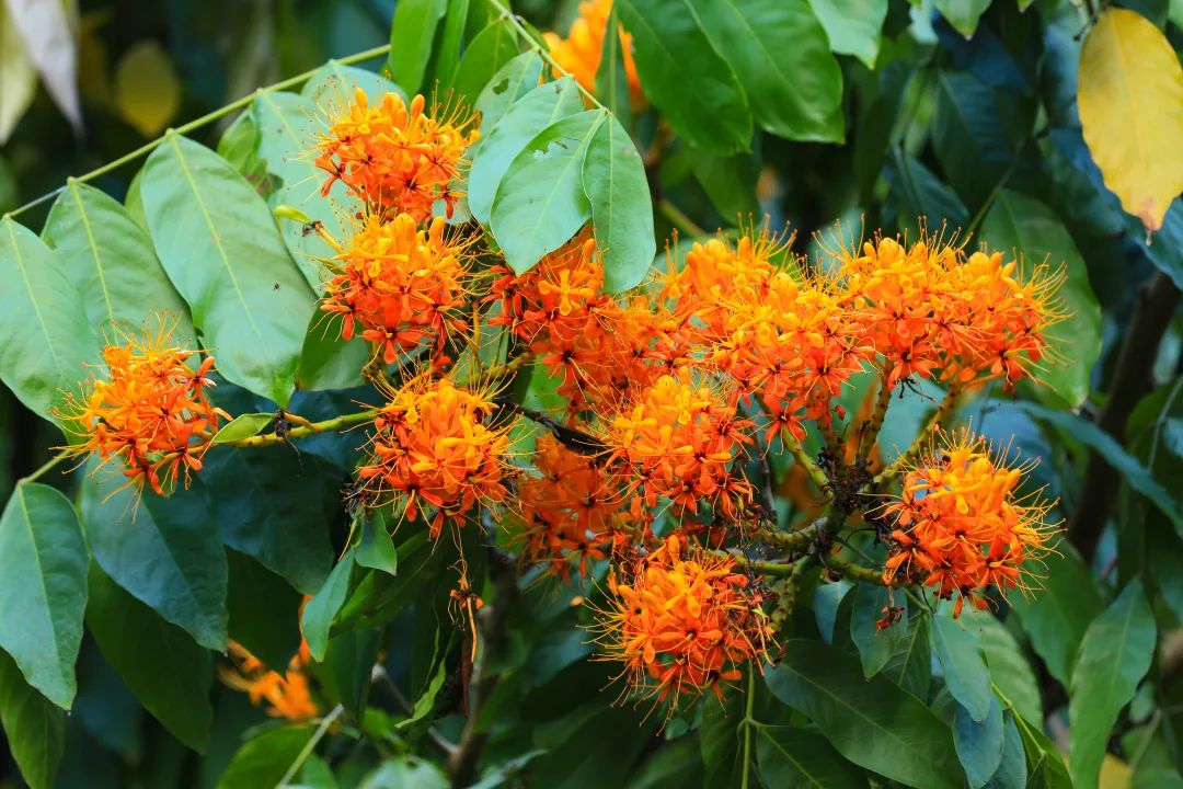 4月花历 | 芳菲四月 百花绽放