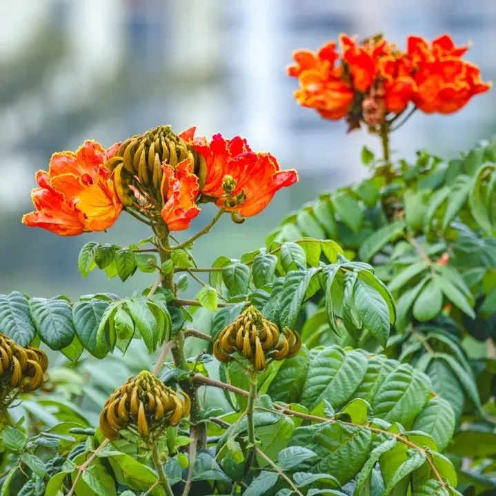 4月花历 | 芳菲四月 百花绽放