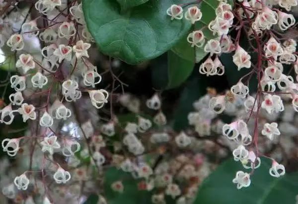 4月花历 | 芳菲四月 百花绽放