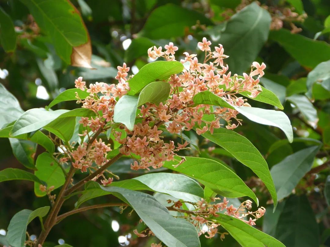 4月花历 | 芳菲四月 百花绽放