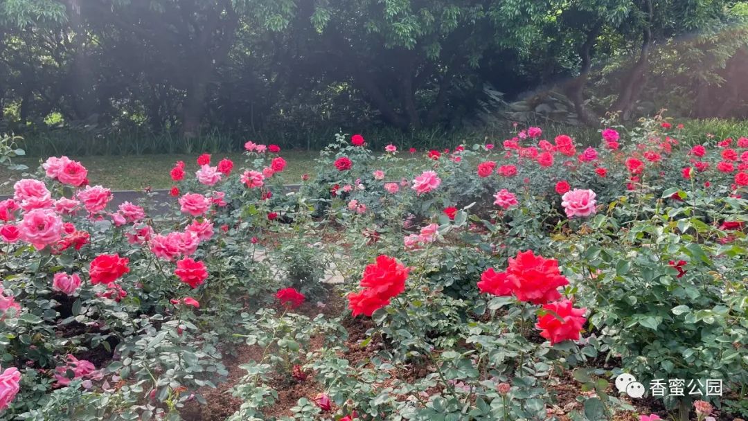 惊艳！香蜜山顶玫瑰园花开成海…