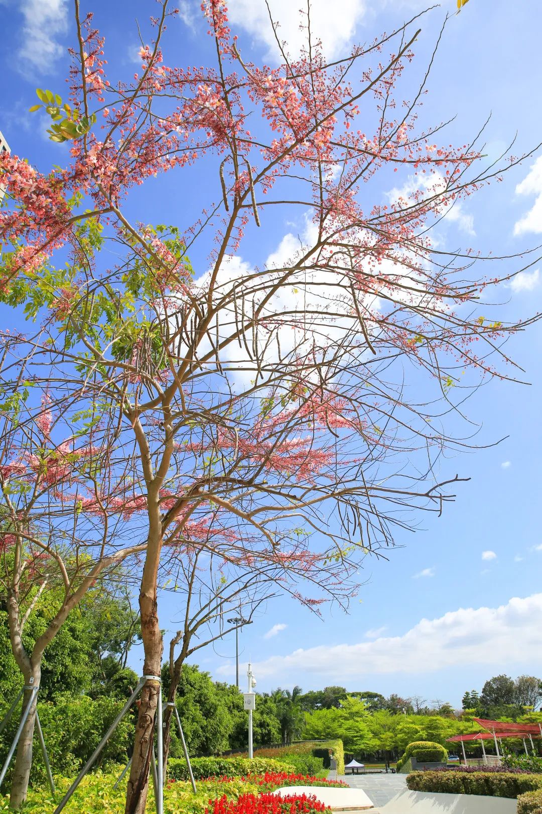 4月花历 | 芳菲四月 百花绽放