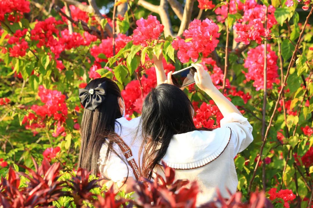 4月花历 | 芳菲四月 百花绽放