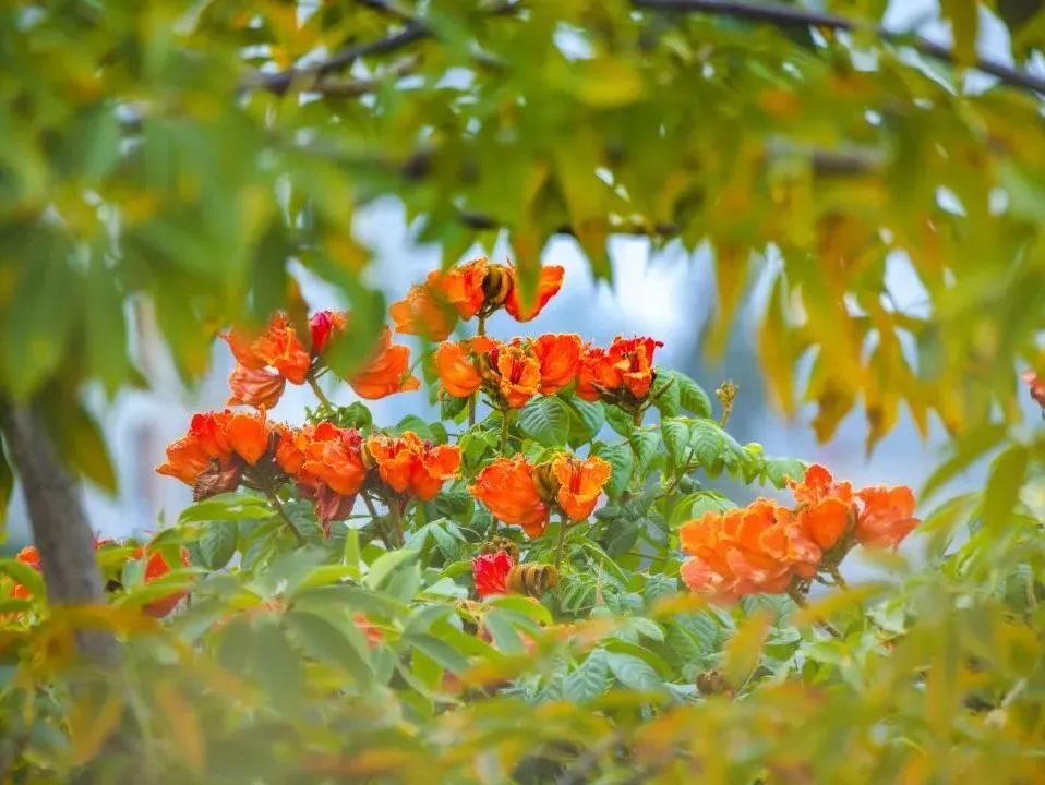 4月花历 | 芳菲四月 百花绽放