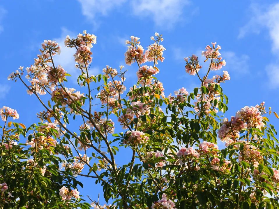 4月花历 | 芳菲四月 百花绽放