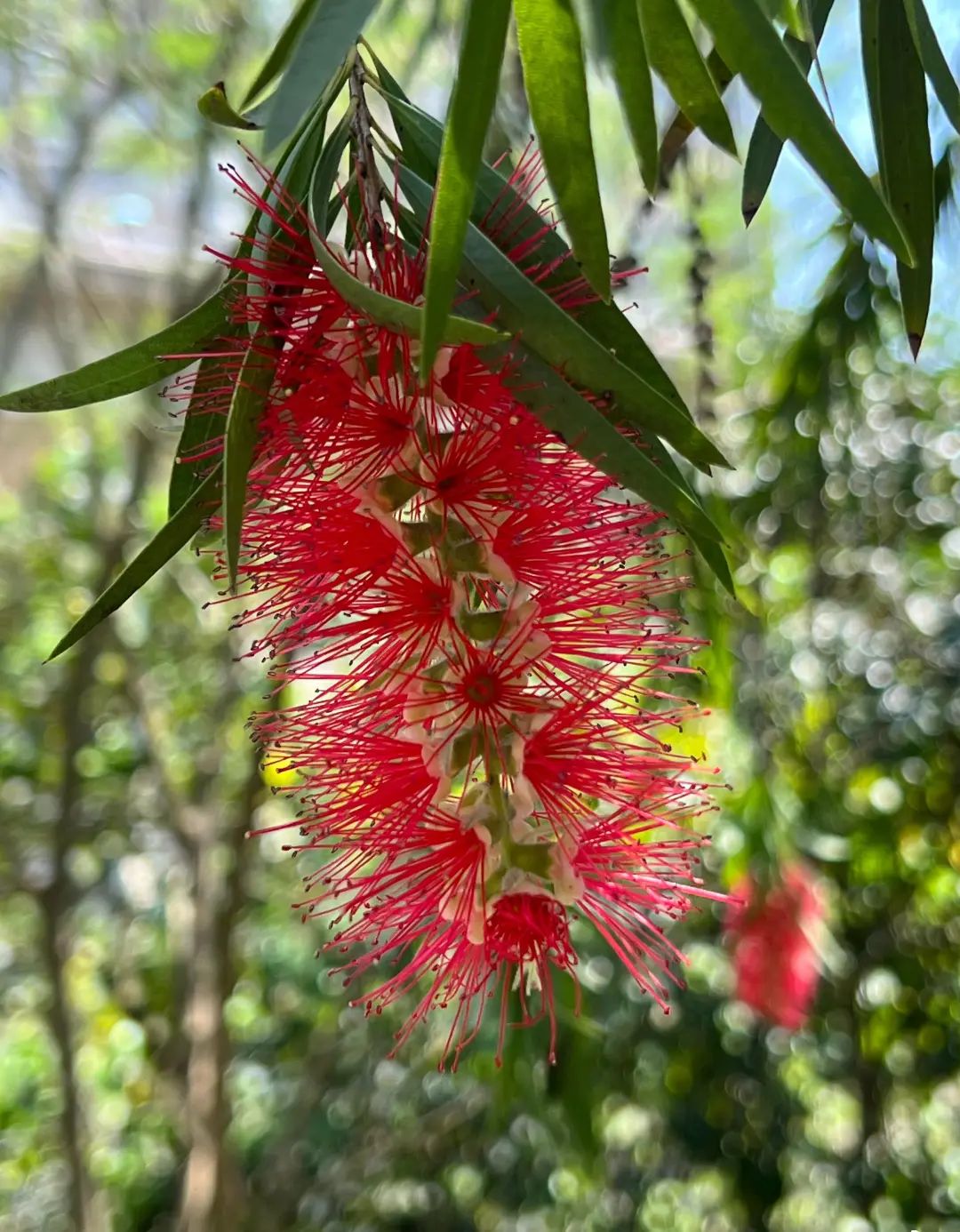 4月花历 | 芳菲四月 百花绽放