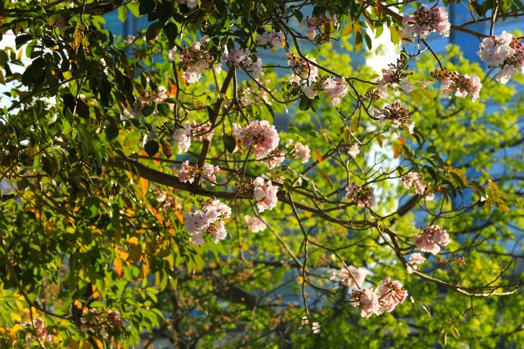 4月花历 | 芳菲四月 百花绽放