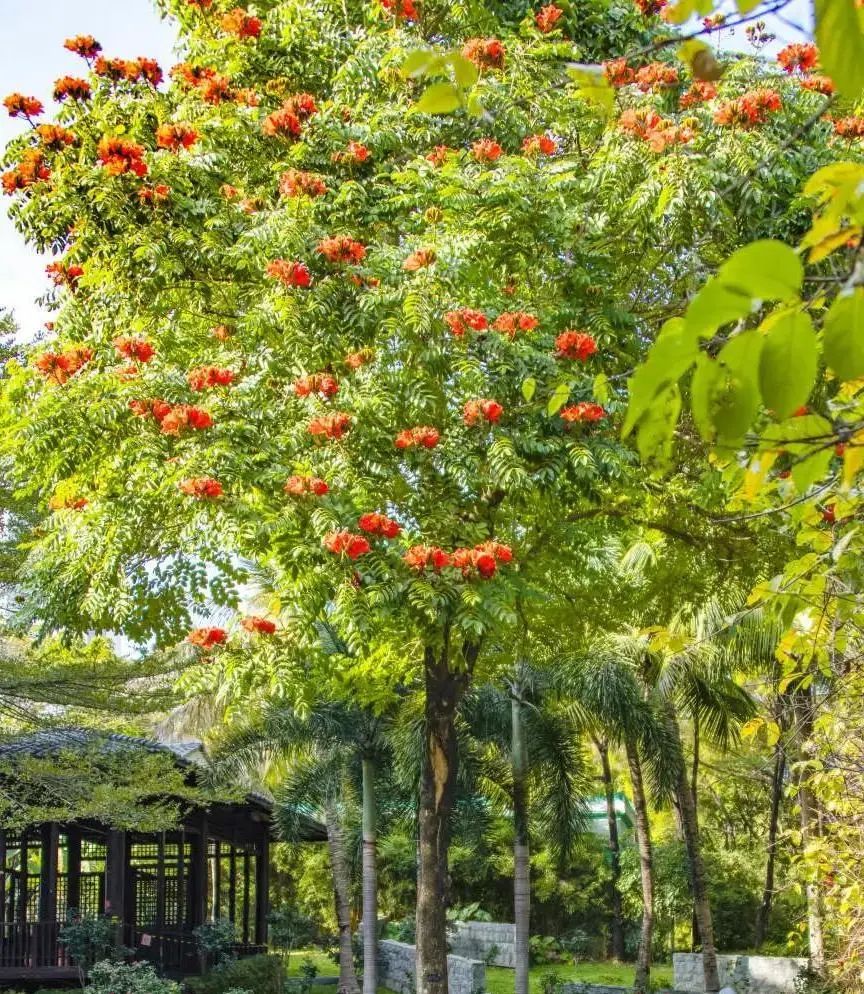 4月花历 | 芳菲四月 百花绽放