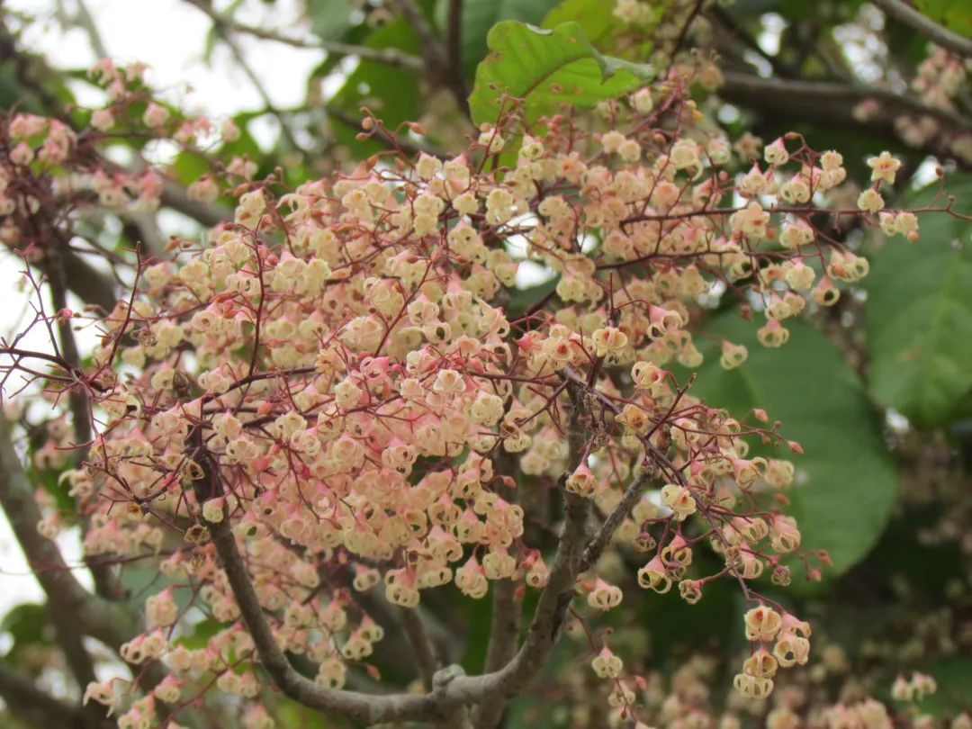 4月花历 | 芳菲四月 百花绽放