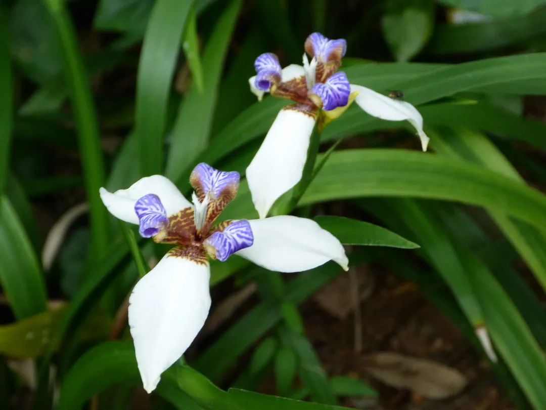 4月花历 | 芳菲四月 百花绽放