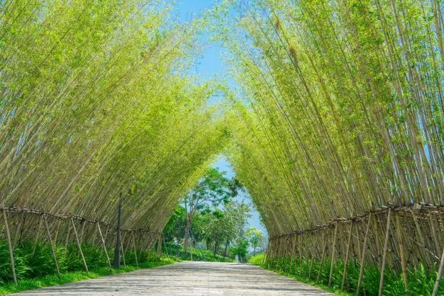 光明首座中草药文化公园——百草园开园啦！免费！青竹巷、三味书屋、中草药科普......