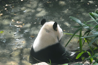 【特惠】深圳野生动物园只要6.18元！超长有效期至8.31日内任一天可用（期票）！年卡388元（男士专享）