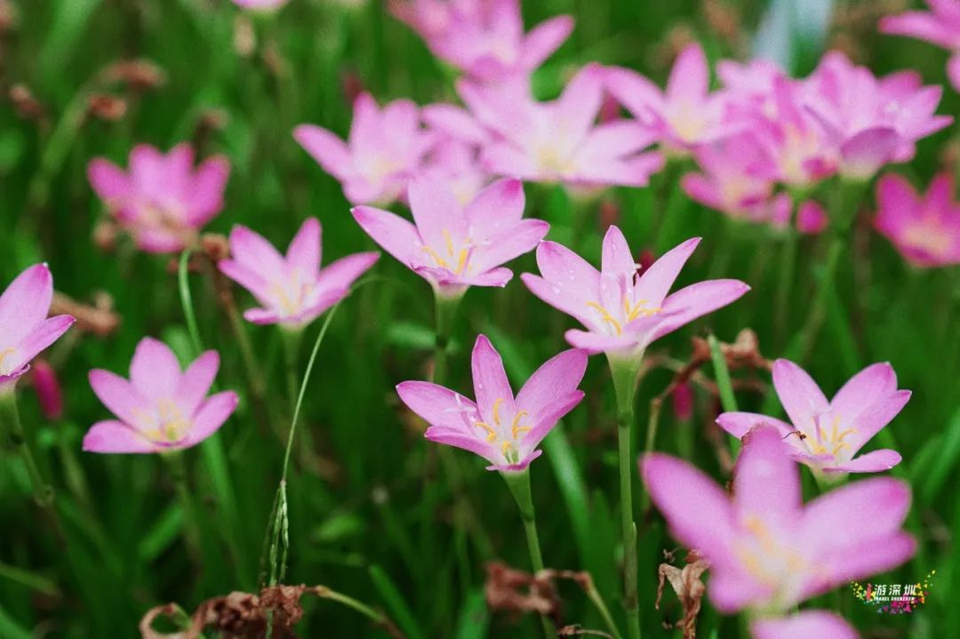 花漾之旅 | 深圳这片粉色梯田花海，藏在市中心的小森林里