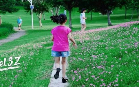 深圳这片粉色梯田花海，藏在市中心的小森林里